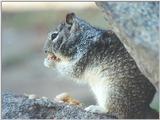 California Ground Squirrel 3