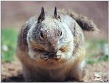 ground squirrel 68k jpg