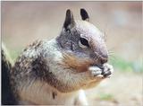 ground squirrel 109k jpg