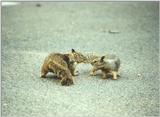 Calif Ground Squirrel lwf3.jpg