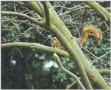 Fox Squirrel lwf5.jpg