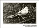 magpie and goshawk