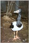 Magpie Goose