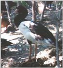 Waterfowl: Magpie Goose