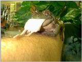 frog eating
