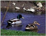 Re: waterfowl pics - Mallards