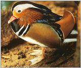 Re: Bird Pics - Mandarin Drake