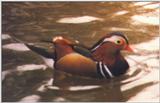 Duck: Mandarin