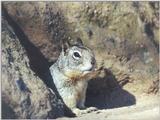 Ground Squirrel 79k jpg