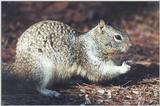 Ground Squirrel 92k jpg