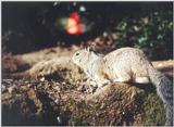 Ground Squirrel 95k jpg
