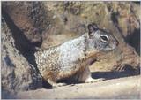 Ground Squirrel 87k jpg