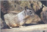 Ground Squirrel 93k jpg