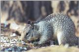 Ground Squirrel 92k jpg