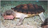 Mata-mata Turtle (Chelys fimbriata) #1