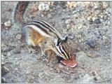 chipmunk may40