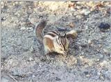 chipmunk may42