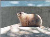 prairie dog may51