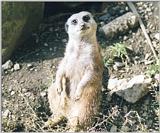 meercat 76.2k