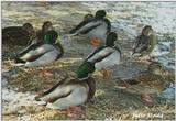 male & female mallards