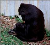 Mountain Gorilla with Baby 2