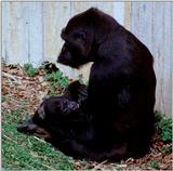 Mountain Gorilla with Baby 3