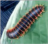 Unknown Millipede