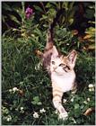cat - torbie