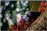 Wildlife Vidcaps 02 File 10 of 62 - mm Ants & Giant Honey Bees 04.jpg 47Kb (1/1)