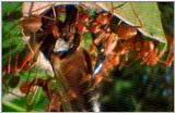 Wildlife Vidcaps 02 File 11 of 62 - mm Ants & Giant Honey Bees 05.jpg 47Kb (1/1)