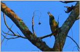 Wildlife Vidcaps 02 File 14 of 62 - mm Bird & Giant Honey Bee 02.jpg 44Kb (1/1)