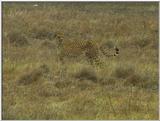 Wildlife Vidcaps 1 - Day 1 of 2 - File 06 of 34 - mm Cheetah 01.jpg 50Kb (1/1)
