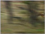 Wildlife Vidcaps 1 - Day 1 of 2 - File 12 of 34 - mm Cheetah 07.jpg 45Kb (1/1)