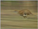 Wildlife Vidcaps 1 - Day 1 of 2 - File 13 of 34 - mm Cheetah 08.jpg 44Kb (1/1)
