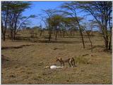 Wildlife Vidcaps 1 - Day 1 of 2 - File 16 of 34 - mm Cheetah 11.jpg 64Kb (1/1)
