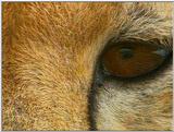 Wildlife Vidcaps 1 - Day 1 of 2 - File 17 of 34 - mm Cheetah 12.jpg 79Kb (1/1)