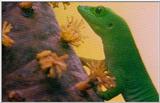 Wildlife Vidcaps 1 - Day 1 of 2 - File 23 of 34 - mm Gecko 04.jpg 36Kb (1/1)