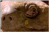 Wildlife Vidcaps 1 - Day 1 of 2 - File 24 of 34 - mm Giant Tortoises 01.jpg 37Kb (1/1)