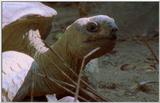 Wildlife Vidcaps 1 - Day 1 of 2 - File 26 of 34 - mm Giant Tortoises 03.jpg 39Kb (1/1)