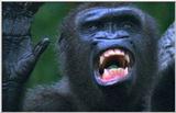 Wildlife Vidcaps 02 File 28 of 62 - mm Gorillas 01.jpg 42Kb (1/1)