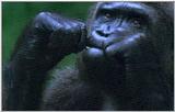 Wildlife Vidcaps 02 File 30 of 62 - mm Gorillas 03.jpg 39Kb (1/1)