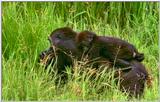 Wildlife Vidcaps 02 File 31 of 62 - mm Gorillas 04.jpg 63Kb (1/1)