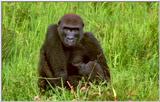 Wildlife Vidcaps 02 File 32 of 62 - mm Gorillas 05.jpg 52Kb (1/1)