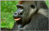 Wildlife Vidcaps 02 File 33 of 62 - mm Gorillas 06.jpg 41Kb (1/1)