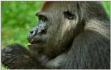 Wildlife Vidcaps 02 File 34 of 62 - mm Gorillas 07.jpg 41Kb (1/1)