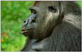 Wildlife Vidcaps 02 File 35 of 62 - mm Gorillas 08.jpg 42Kb (1/1)