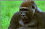 Wildlife Vidcaps 02 File 36 of 62 - mm Gorillas 09.jpg 38Kb (1/1)