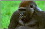 Wildlife Vidcaps 02 File 37 of 62 - mm Gorillas 10.jpg 39Kb (1/1)
