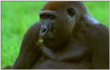 Wildlife Vidcaps 02 File 38 of 62 - mm Gorillas 11.jpg 36Kb (1/1)