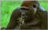 Wildlife Vidcaps 02 File 39 of 62 - mm Gorillas 12.jpg 39Kb (1/1)